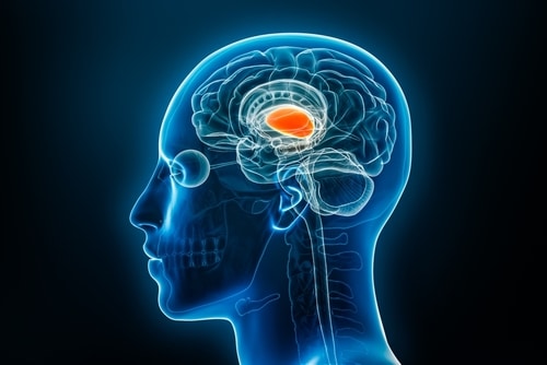 New emotional circuit discovered in the brain relates to pain