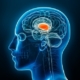 New Emotional Circuit Discovered In the Brain Relates to Pain